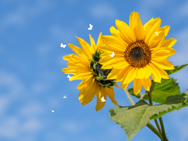 sunflower